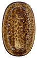 By Bone Cowry Yellow CW-YL-ZT-19-OV 19х11 см