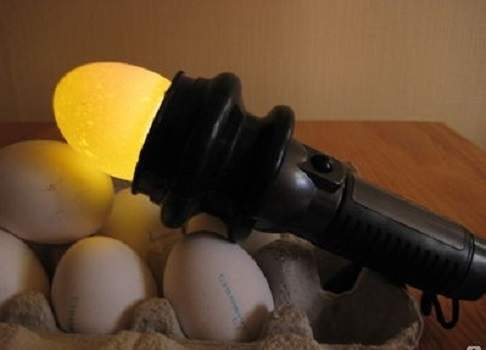 Овоскоп Алиса Овоскоп Алиса